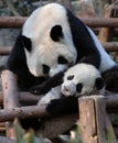 Panda mother and cub at Chengdu Panda Reserve Chengdu Research Base of Giant Panda Breeding in Sichuan, China. Royalty Free Stock Photo