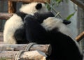 Panda mother and cub at Chengdu Panda Reserve Chengdu Research Base of Giant Panda Breeding in Sichuan, China. Royalty Free Stock Photo