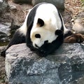 Panda Bear sleeping on a rock Royalty Free Stock Photo