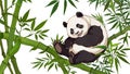 Panda on a Natural Color Isolated Background Royalty Free Stock Photo
