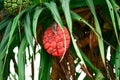 Panda nus utilize and Nicobar Islands breadfruit: Edible fruits and seeds