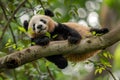 Panda perched on a tree branch, munching on leaves, AI-generated. Royalty Free Stock Photo