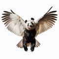 Colorized Portrait Of Panda With Wings Spread On White Background