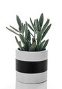 Panda plant in a black and white ceramic pot