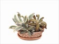 Panda Plant,Kalanchoe tomentosa in clay pots on white background Royalty Free Stock Photo