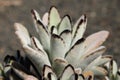 Panda Plant, ears - succulent plant