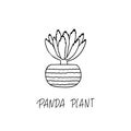 Panda Plant succulent plant in decorative pot in doodle style with a handwritten title