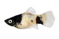 Panda Platy platy male Xiphophorus maculatus tropical aquarium fish