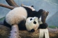 Panda Play