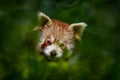 Panda portrait. Beautiful Red panda lying on the tree with green leaves. Ailurus fulgens, detail face portrait of animal from Royalty Free Stock Photo