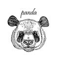 Hand drawing panda. Vector illustration in engraving style.