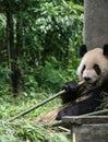 Panda in protection and research base of yaan,bifengxia,china