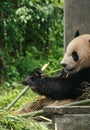 Panda in protection and research base of yaan,bifengxia,china