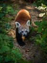Panda red going in nature park Royalty Free Stock Photo