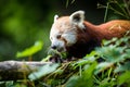 Panda red in the zoo park Royalty Free Stock Photo