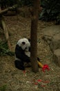 Panda relaxes in the woods eating the bamboo leave in Chengdu Royalty Free Stock Photo