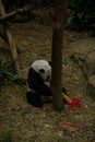 Panda relaxes in the woods eating the bamboo leave in Chengdu Royalty Free Stock Photo