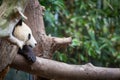 A Panda resting on a tree