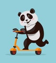 Panda riding scooter.