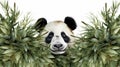 Panda\'s Haven: A Majestic Encounter in the Bamboo Forest