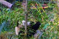 Panda in SchÃÂ¶nbrunn-zoo, Vienna