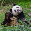 Giant panda scratching Royalty Free Stock Photo