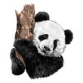 Panda sketch vector graphics