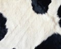 Panda skin pattern texture repeating monochrome Texture animal prints background