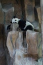A panda sleeping Royalty Free Stock Photo