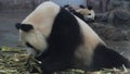 Panda sleeping and eating bamboo