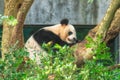 Panda sleeping in fork of tree, Chengdu Royalty Free Stock Photo