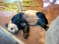 Panda sleeping in Memphis zoo