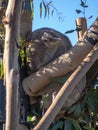 Panda sleeping on a tree