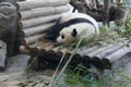 Panda sleeping zoo Berlin