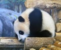 Panda At Toronto Zoo Royalty Free Stock Photo