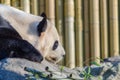 Panda in Toronto zoo Royalty Free Stock Photo