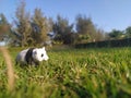 Panda toy on green grass in a garden with trees in background