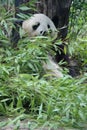 panda - vienna - austria Royalty Free Stock Photo