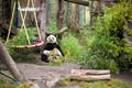 Panda In Vienna Schonbrunn Zoo.
