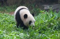 panda Royalty Free Stock Photo