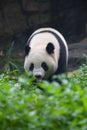 Giant Panda