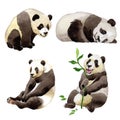 Panda wild animal in a watercolor style isolated.