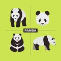 Panda Wildlife Chinese Animal