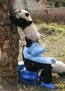 Panda and woman breeder in the park,chengdu,china