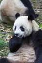 Panda at the zoo in Chengdu, China