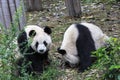 Panda at the zoo in Chengdu, China