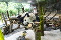 Panda in Zoological Gardens in Germany