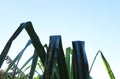 Pandan green leaves in nature and blue sky