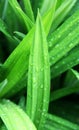 Pandan Leaf Background Royalty Free Stock Photo