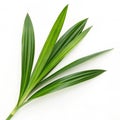 Pandan leaf isolated on white background Royalty Free Stock Photo
